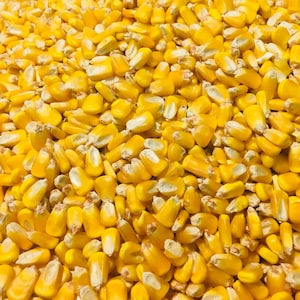 Shelled Corn Animal Wildlife Feed