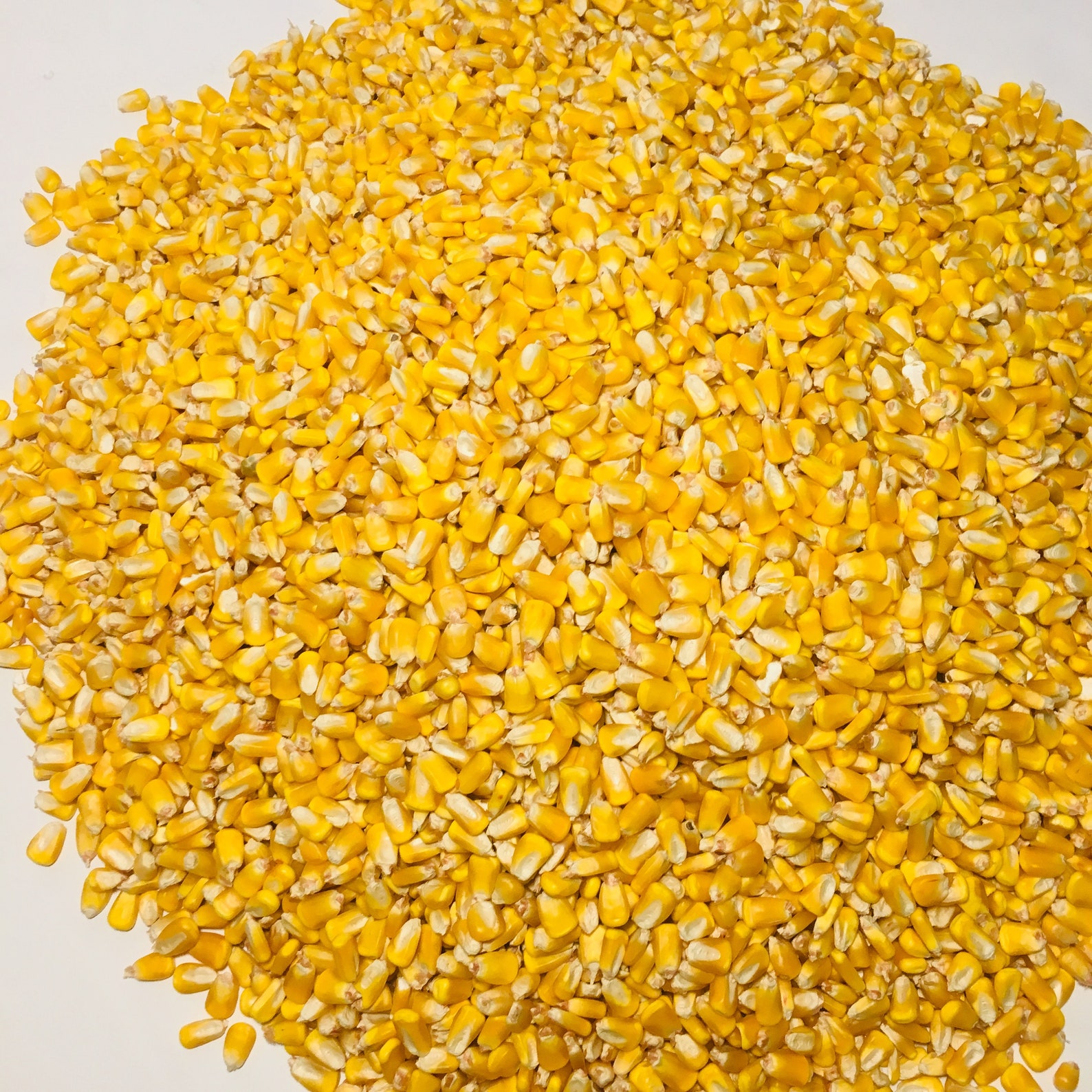What Is Shell Corn Shelled Corn Animal Wildlife Feed - Etsy