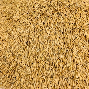 May include: A close-up view of a pile of oat groats. The oat groats are a light brown colour and have a slightly rough texture.