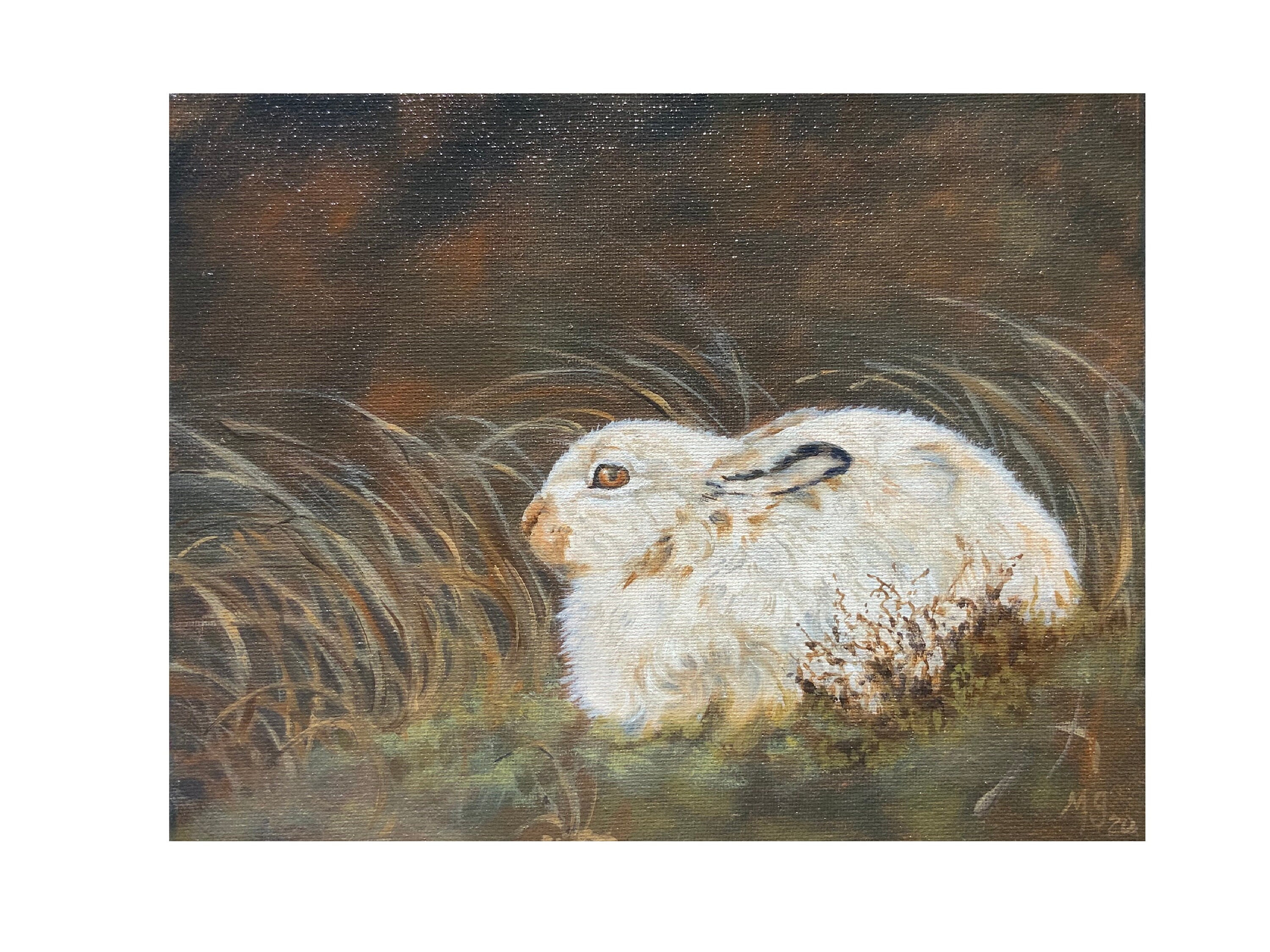 Painting Oil Original Art on Canvas Mountain Hare Etsy
