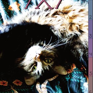 Puede incluir: Un gato atigrado con ojos verdes está acostado sobre una tela estampada. El pelaje del gato es una mezcla de marrón, negro y canela. La tela tiene un fondo azul oscuro con diseños florales y de pavo real. El texto "7x7" está arriba.