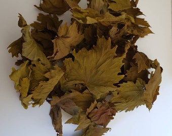 Grape Vine Leaves For Tea Hand Picked and Dried  in Azogires