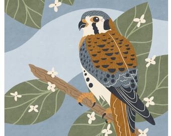 American Kestrel Art Print: Audubon Style Raptor Illustration