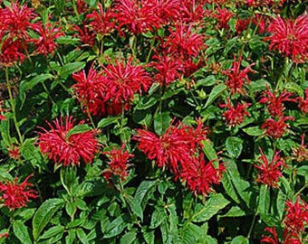 4g 0.14oz Bergamot bee balm Beebalm Monarda Didyma Organic red Flowers Petals for Steam Bath Decor Art /& to decorate candel in Canada