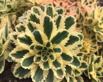 Sedum "Atlantis" Stonecrop. Live Native Perennial Groundcover Plant.