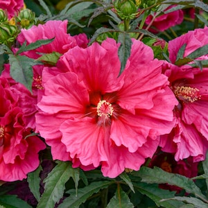 May include: A close-up of a vibrant pink hibiscus flower with ruffled petals. The flower is in full bloom and has a prominent yellow center. The flower is surrounded by green leaves.