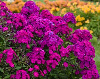 Phlox paniculata 'Ultraviolet' Nuevo lanzamiento 2021 Planta perenne nativa viva