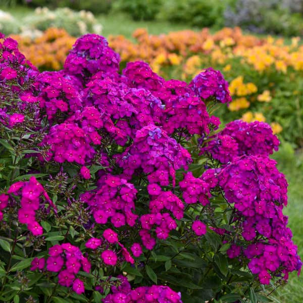 Phlox paniculata 'Ultraviolet' New 2021 Release Native Perennial Live Plant