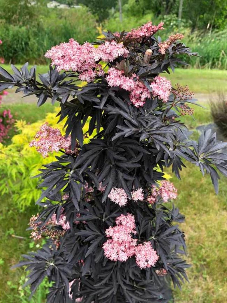 Sambucus Nigra Black Lace Elderberry Live Plant image 4