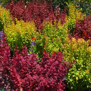 May include: A variety of colorful shrubs in pots. The shrubs have red, yellow, and green leaves.