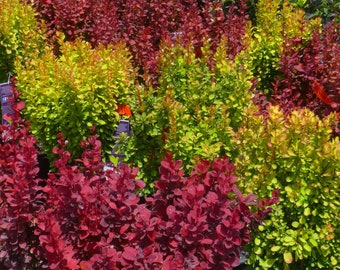 Sunjoy Gold Pillar Barberry Berberis