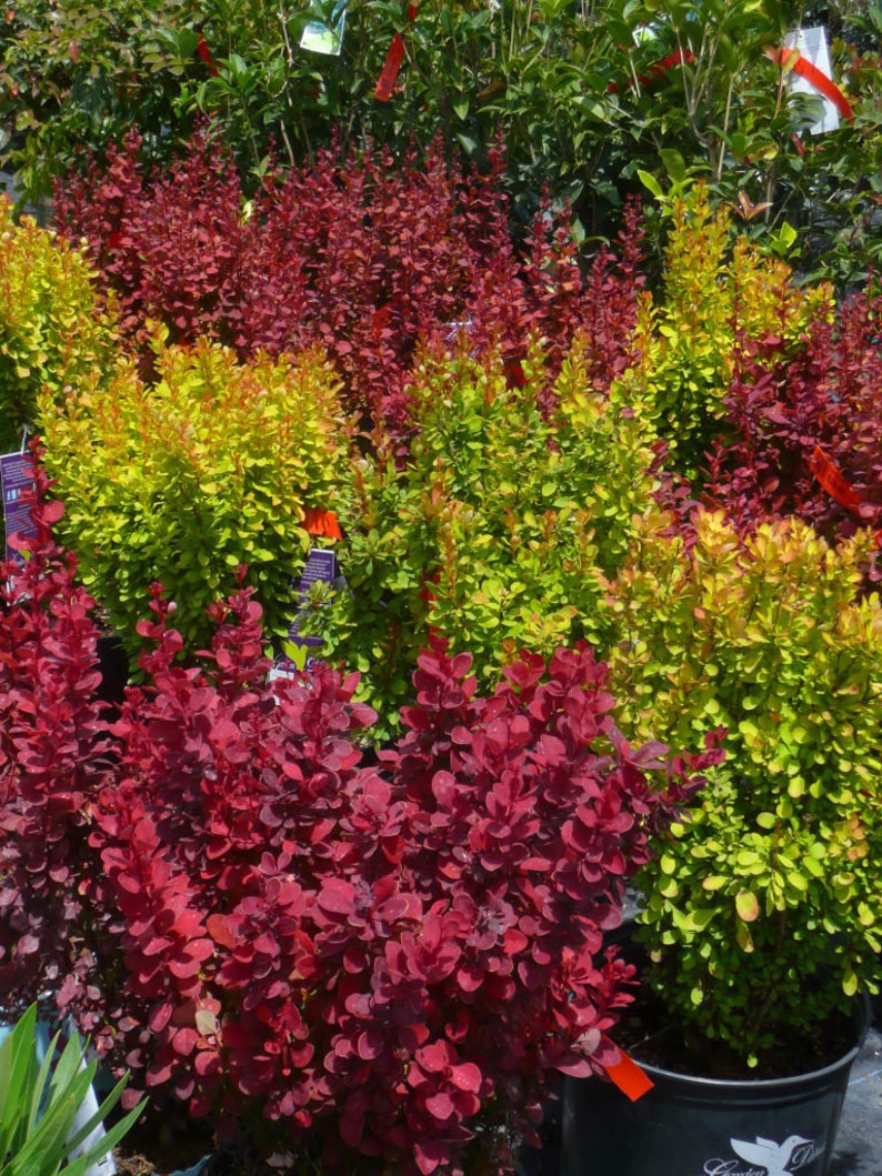 Sunjoy Gold Pillar Barberry Berberis image 1