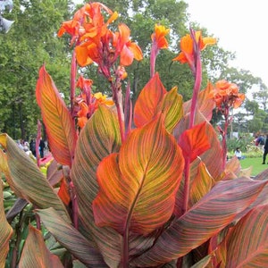Puede incluir: Una planta de canna vibrante con hojas grandes y rayadas en tonos de verde, naranja y rojo. Las hojas est&aacute;n dispuestas en forma de abanico, creando una llamativa exhibici&oacute;n visual.