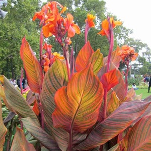 Canna Lily Tropicanna "Phasion"