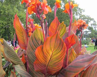 Canna Lily Tropicanna "Phasion"