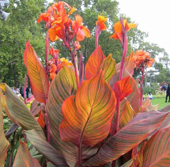 Canna Lily Tropicanna phasion -  Canada