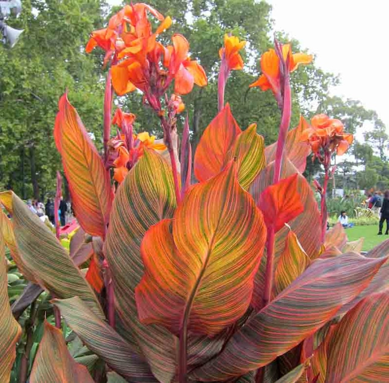 Puede incluir: Una planta de canna vibrante con hojas grandes y rayadas en tonos de verde, naranja y rojo. Las hojas est&aacute;n dispuestas en forma de abanico, creando una llamativa exhibici&oacute;n visual.
