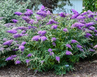 Buddleia Violet Cascade Butterfly Bush. Attract butterflies and bees.