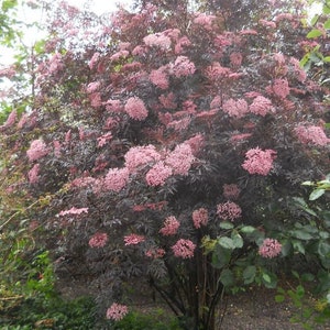 Sambucus Nigra Black Lace Elderberry Live Plant image 3