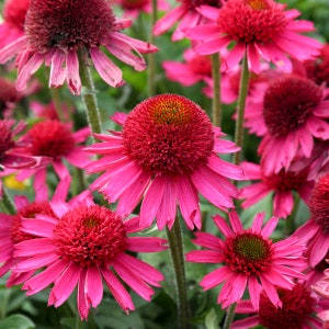 Echinacea "Delicious Candy" coneflower live native plant