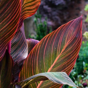 Puede incluir: Primer plano de una planta de canna con hojas grandes y vibrantes. Las hojas son una mezcla de rojo, verde y naranja, con rayas prominentes que corren verticalmente. El fondo est&aacute; desenfocado, mostrando un toque de follaje verde.