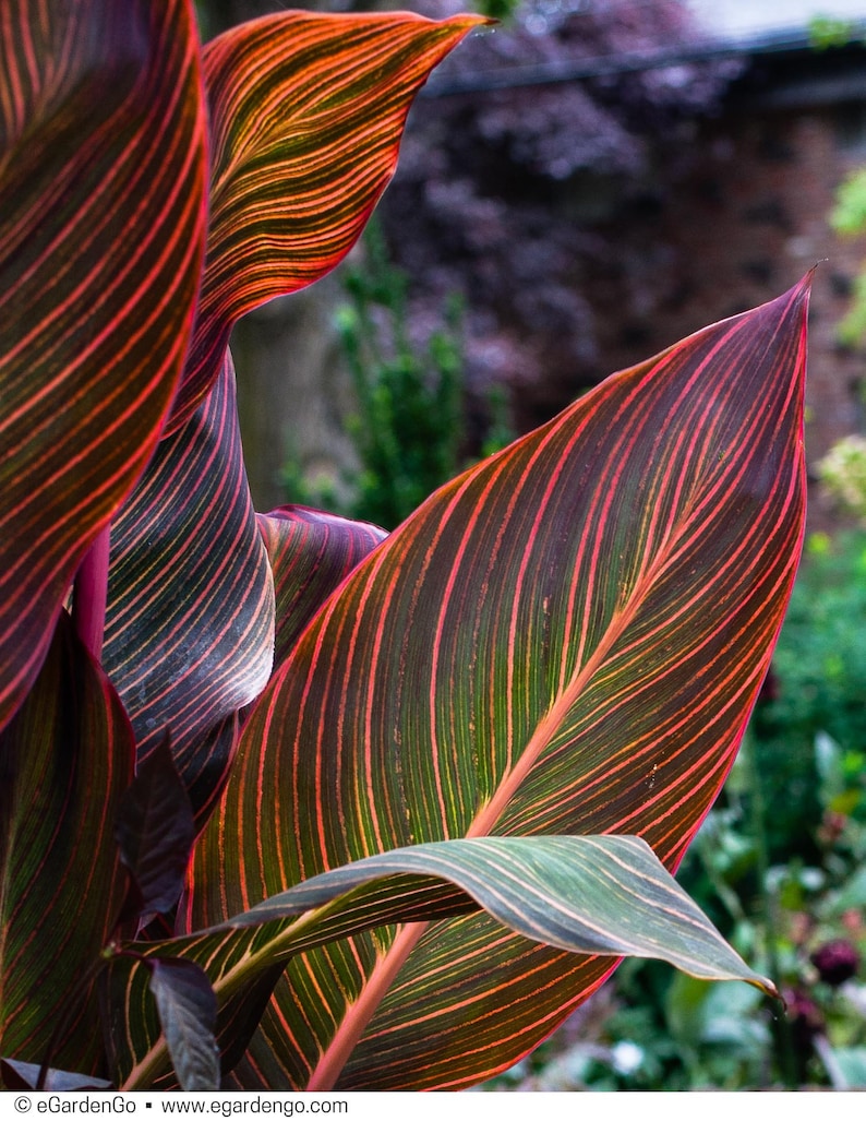 Puede incluir: Primer plano de una planta de canna con hojas grandes y vibrantes. Las hojas son una mezcla de rojo, verde y naranja, con rayas prominentes que corren verticalmente. El fondo est&aacute; desenfocado, mostrando un toque de follaje verde.