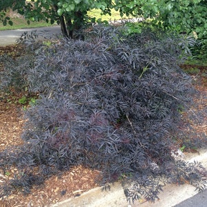 Sambucus Nigra Black Lace Elderberry Live Plant image 2