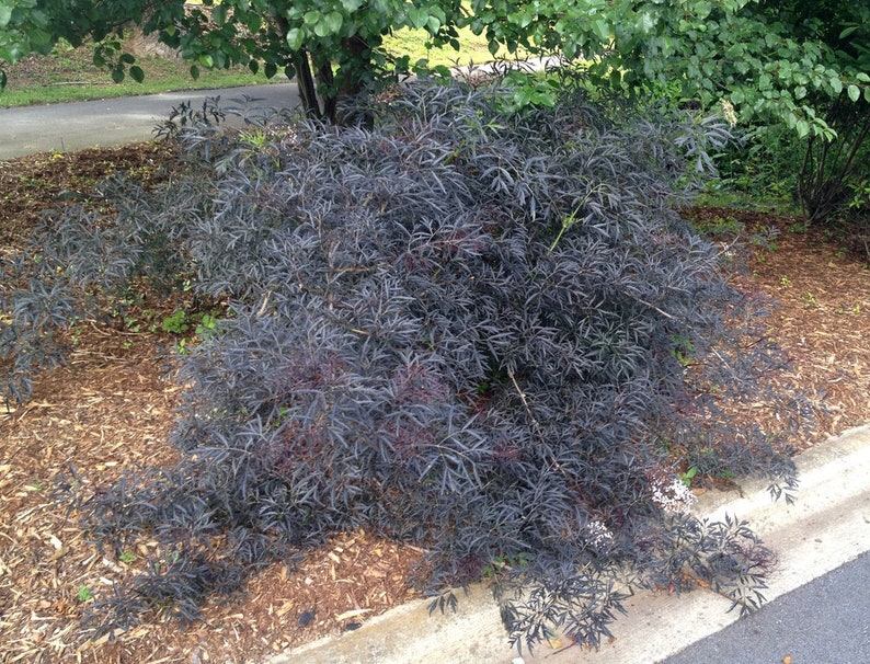 Sambucus Nigra Black Lace Elderberry Live Plant image 2