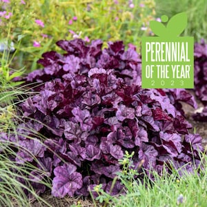 Heuchera &quot;Wildberry&quot; Coral Bells. Live Native Perennial Plant. 2023 Perennial of the year.