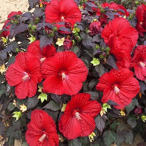 Hardy Hibiscus Holy Grail deep red leaves and flowers live plant.