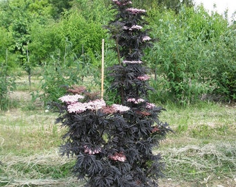 Sambucus Nigra "Laced Up" Black Elderberry Live Plant