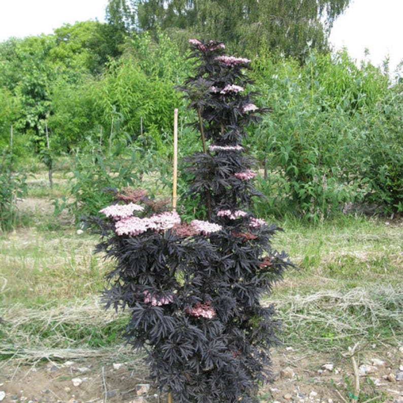 Puede incluir: Un arbusto de sa&uacute;co negro con hojas verde oscuro y racimos de peque&ntilde;as flores rosas.