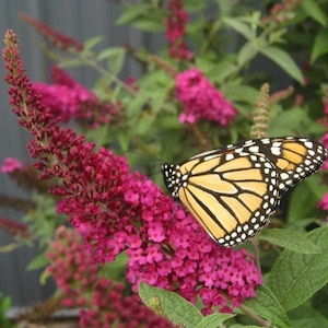 Miss Molly Red mid size Butterfly Bush Buddleia