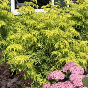 Lemony Lace Elderberry Sambucus. Live Plant North American Native