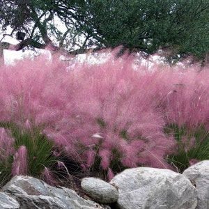 Pink Muhly Grass, Cotton Candy Grass, Muhlenbergia capillaris, Live Native Perennial Plant