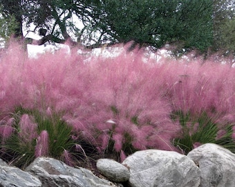 Pink Muhly Grass, Cotton Candy Grass, Muhlenbergia capillaris, Live Native Perennial Plant