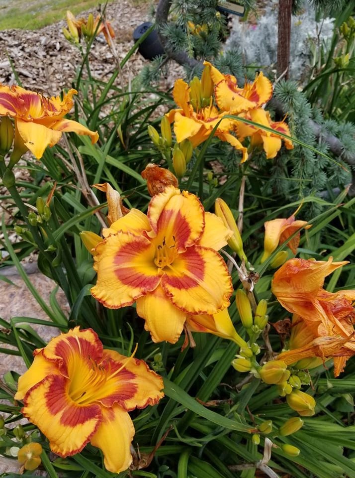 Lily's shop/土日祝はお休み 　no1 Hemerocallis 