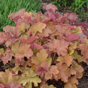 Heuchera Caramel Coral Bells Perennial Live Plant