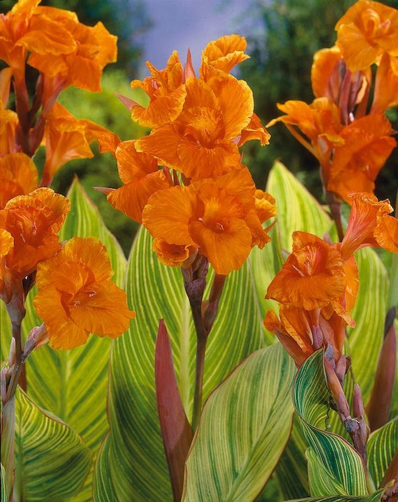 buy rubber plant Rubber Plant for Sale main image 1