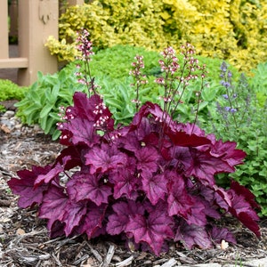 Heuchera "Wild Rose" Coral Bells. Live Native Plant.