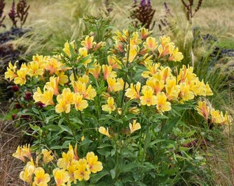 Alstroemeria 'Golden Tiara' Peruvian Lily, live perennial plant