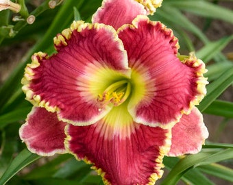 Daylily Born to Run live bareroot plant