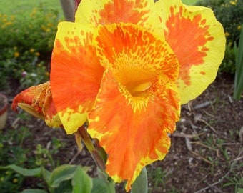 Canna Yellow King Humbert Bareroot Rhizome