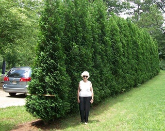 Full Speed A Hedge American Pillar Arborvitae - Live Native Plant
