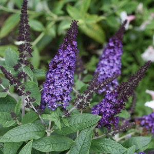 Pugster Blue Butterfly Bush Buddleia.