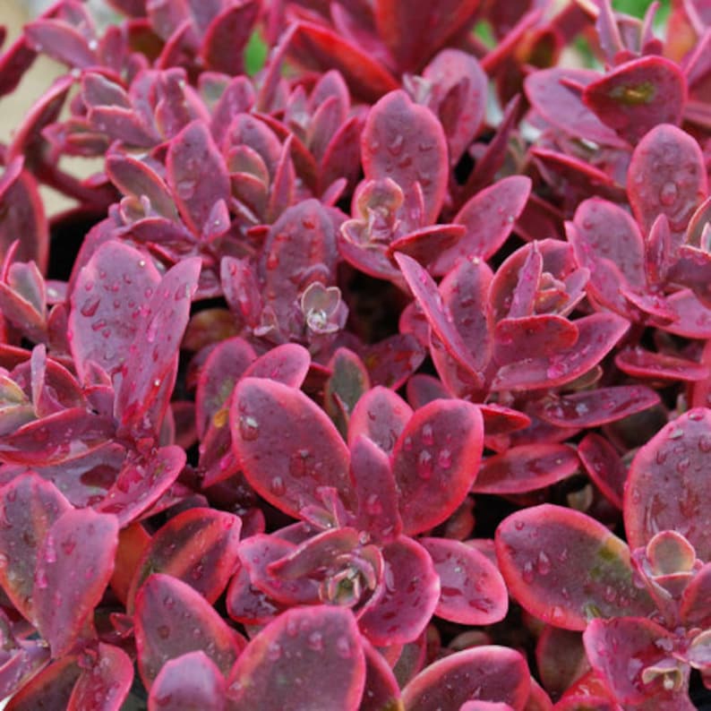 ChattanoogaGardens Sedum Sun Sparkler Wildfire
