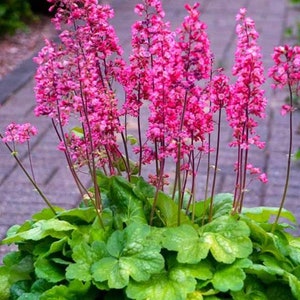 Heuchera Timeless Glow