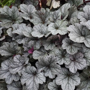 Heuchera &quot;Smoke and Mirrors&quot; Live Shade Perennial Plant. Native.