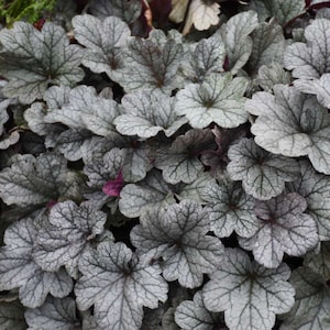 Heuchera "Smoke and Mirrors" Live Shade Perennial Plant. Native.