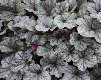 Heuchera "Smoke and Mirrors" Live Shade Perennial Plant. Native.